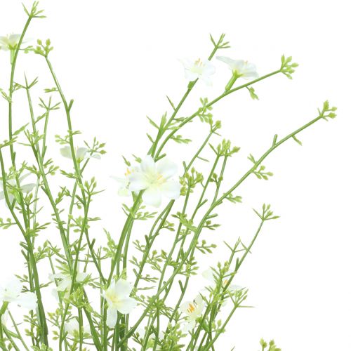 Floristik24 Ajonc blanc 60cm