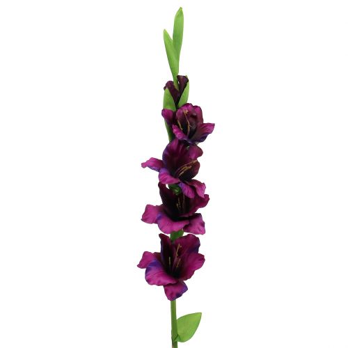 Floristik24 Glaïeul violet foncé 86cm