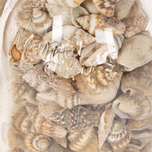 Set de 2 bouteilles en verre décoratives avec coquillages et bouchon en liège 17 cm | Floristik24.fr