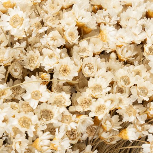 Article Bouquet de fleurs séchées, fleurs délicates pour une décoration intérieure naturelle, 44 cm