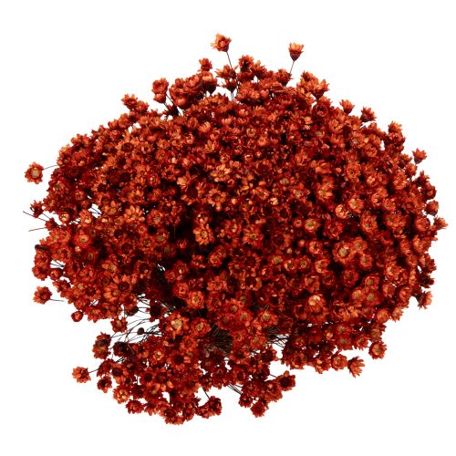 Article Bouquet de fleurs séchées, un ajout charmant aux vases ou compositions florales, 44 cm