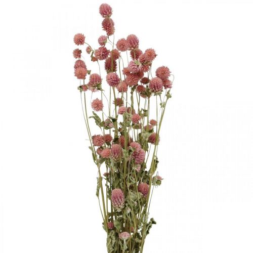 Boule Amarante, Gomphrena Globosa, Fleur d&#39;été, Fleur sèche Rose L49cm 50g