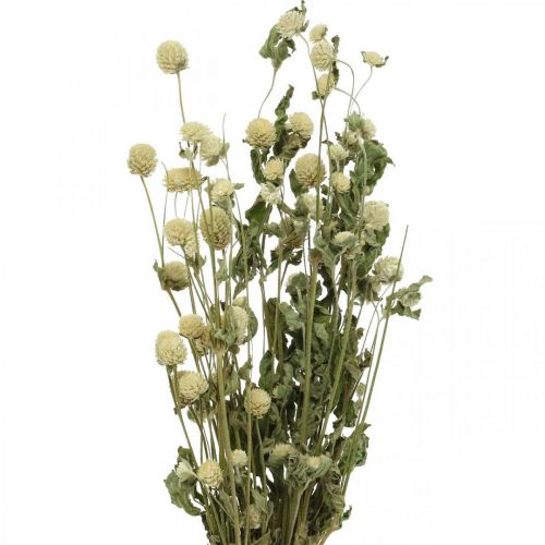 Fleur séchée, Globe Amarante, Gomphrena Globosa Blanc L49cm 45g