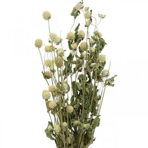 Floristik24 Fleur séchée, Globe Amarante, Gomphrena Globosa Blanc L49cm 45g