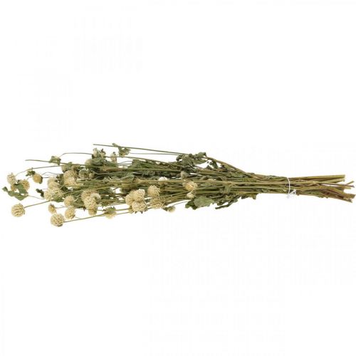 Floristik24 Fleur séchée, Globe Amarante, Gomphrena Globosa Blanc L49cm 45g