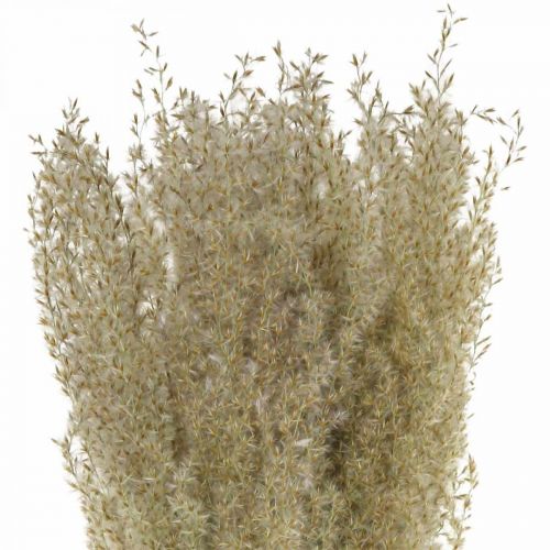 Floristik24 Herbe ornementale séchée pour décoration floristique sèche nature H55cm