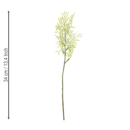 Article Branche d'asperge ornementale, élément naturel pour les bouquets de fleurs, 34 cm, 7 pièces