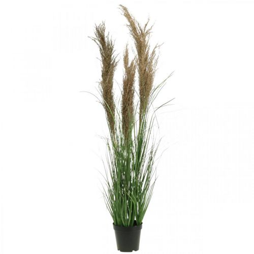 Floristik24 Carex artificiel en pot avec fleurs séchées vert, marron 98cm