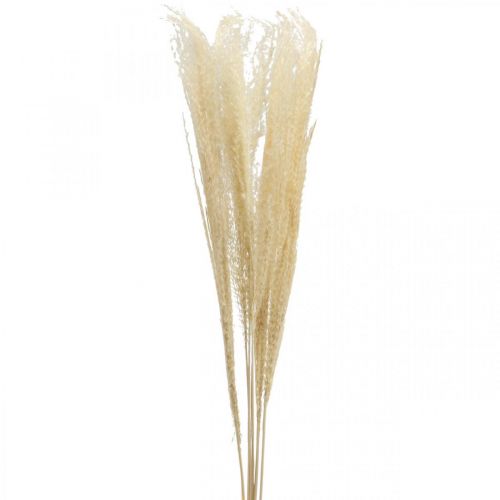 Floristik24 Herbe décorative séchée herbe ornementale naturelle décoration sèche 6 tiges