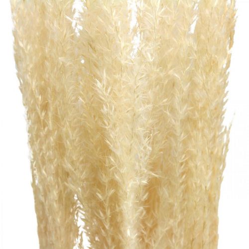 Floristik24 Herbe décorative séchée herbe ornementale naturelle décoration sèche 6 tiges