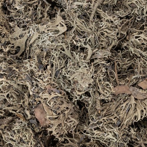 Graumoos naturel 500 g pour décoration intérieure et loisirs créatifs | Floristik24.fr
