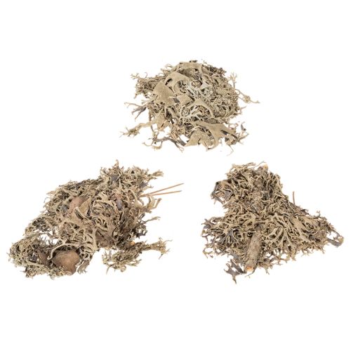 Graumoos naturel 500 g pour décoration intérieure et loisirs créatifs | Floristik24.fr