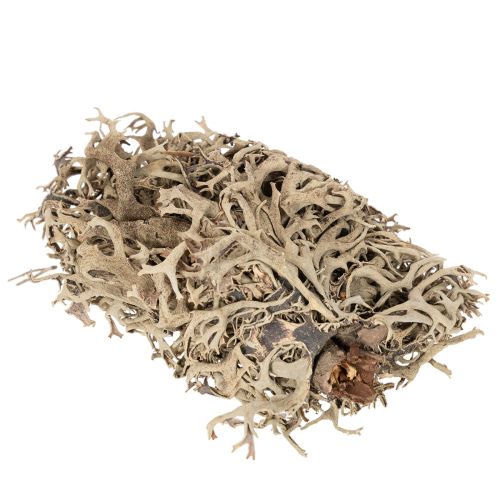 Graumoos naturel 500 g pour décoration intérieure et loisirs créatifs | Floristik24.fr