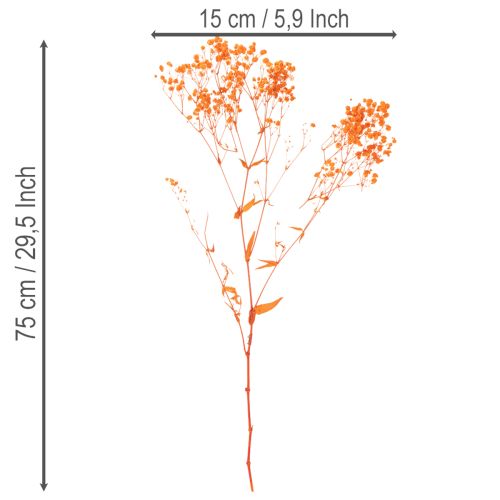 Gypsophile séchée orange 75 cm 100 g | Floristik24.fr
