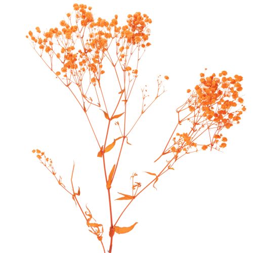 Gypsophile séchée orange 75 cm 100 g | Floristik24.fr