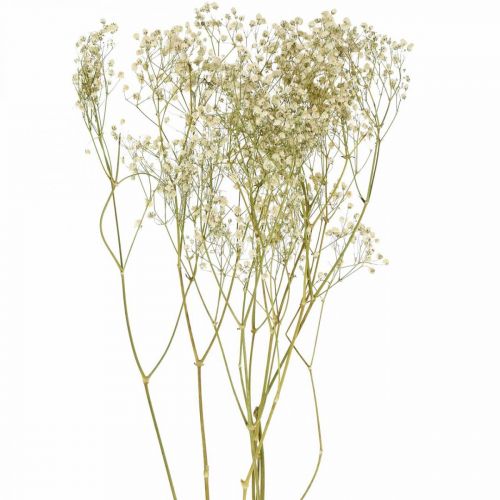 Floristik24 Gypsophile séchée, Floristique sèche, Gypsophile Blanc L64cm 20g