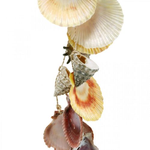 Floristik24 Bol coco avec coquillages, bol végétal naturel, coco en suspension Ø13,5/11,5cm, lot de 2