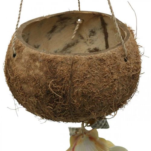 Floristik24 Bol coco avec coquillages, bol végétal naturel, coco en suspension Ø13,5/11,5cm, lot de 2