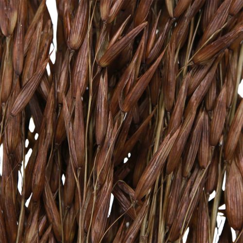 Article Avoine décoration sèche herbe sèche marron L64cm 70-75g 2pcs