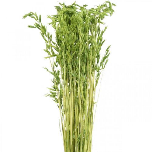 Floristik24 Avoine séchée grain vert décoration sèche rustique 70cm paquet de 100g