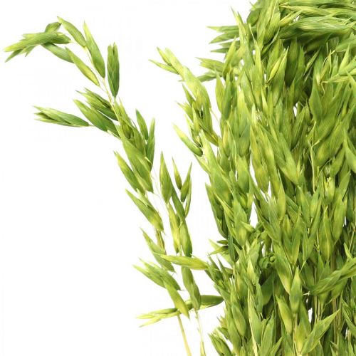 Floristik24 Avoine séchée grain vert décoration sèche rustique 70cm paquet de 100g