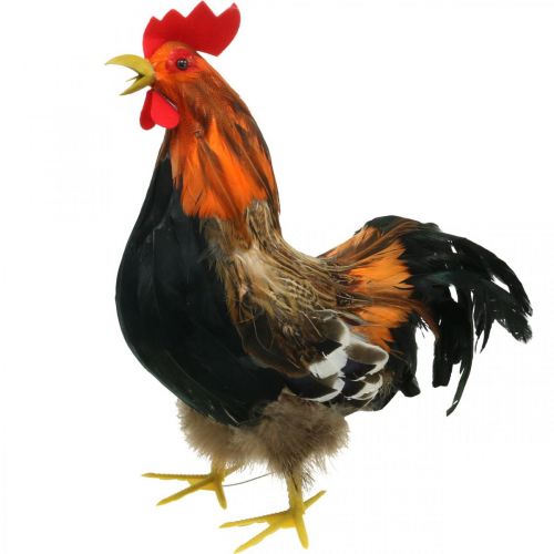 Floristik24 Coq décoratif avec plumes décoration de Pâques figurine coq de ferme 36cm