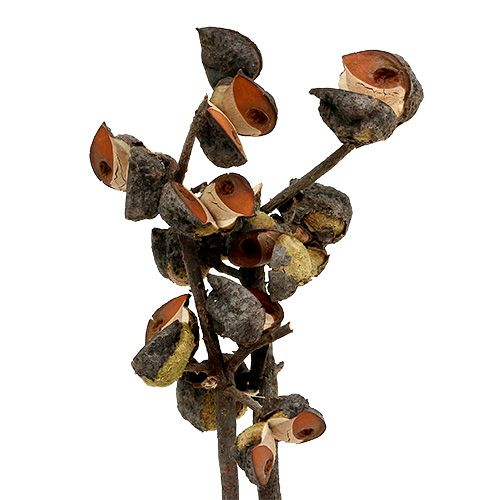 Article Hakea moyen naturel 5-9 têtes par branche 20 pcs