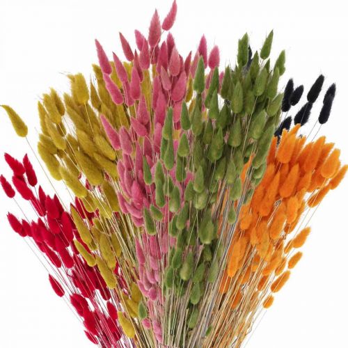Floristik24 Herbe queue de lièvre Lagurus séchée colorée 60 cm 50 g