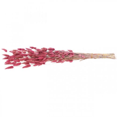 Article Queue de Lapin Herbe Lagurus Séchée Vieux Rose 60cm 50g