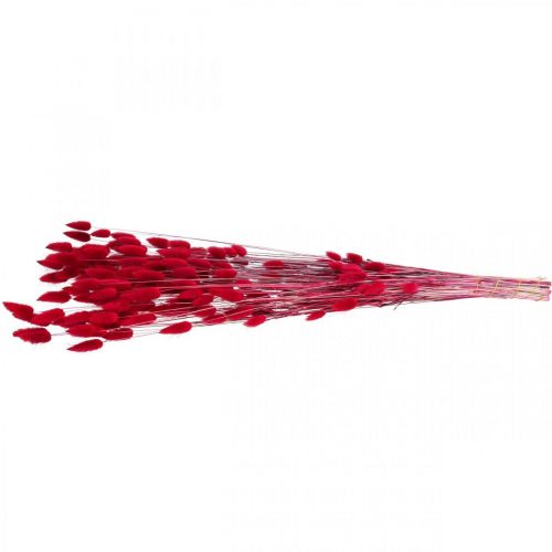 Article Queue de Lapin Herbe Lagurus Rouge Séchée 60cm 50g