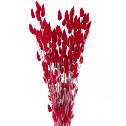 Floristik24 Queue de Lapin Herbe Lagurus Rouge Séchée 60cm 50g