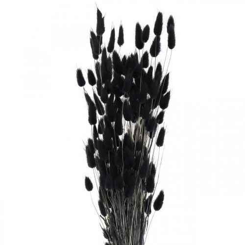 Floristik24 Queue de Lapin Herbe Lagurus Séchée Noir 60cm 50g