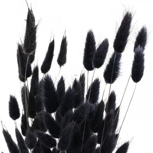 Article Herbe queue de lièvre Lagurus séchée noire 60 cm 50 g