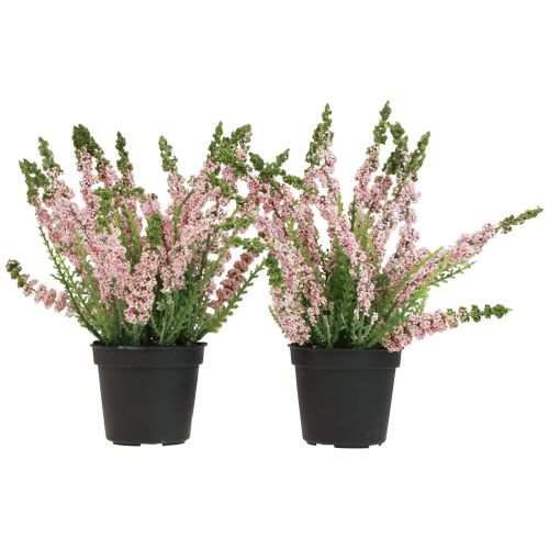 Floristik24 Balai bruyère Erika en pot rose H17cm lot de 2