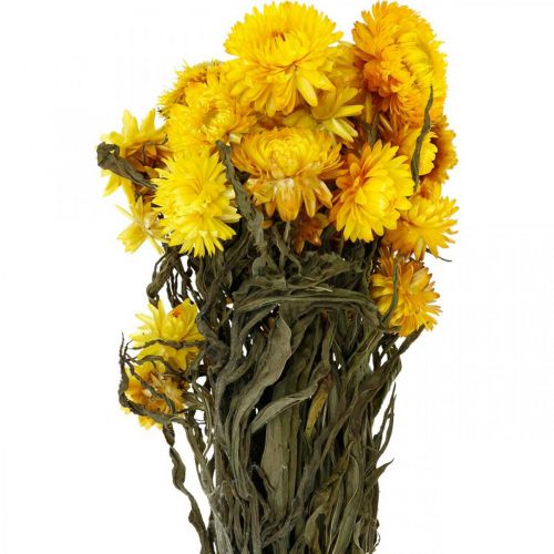 Floristik24 Bouquet décoratif de fleurs séchées jaunes Strawflower 75g