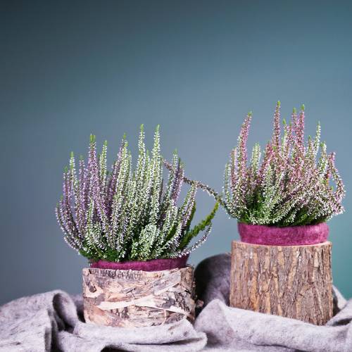 Floristik24 Cache-pot bois d&#39;orme Ø16-18cm H15cm