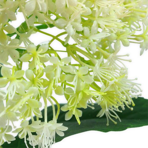 Floristik24 Sureau Blanc 42cm