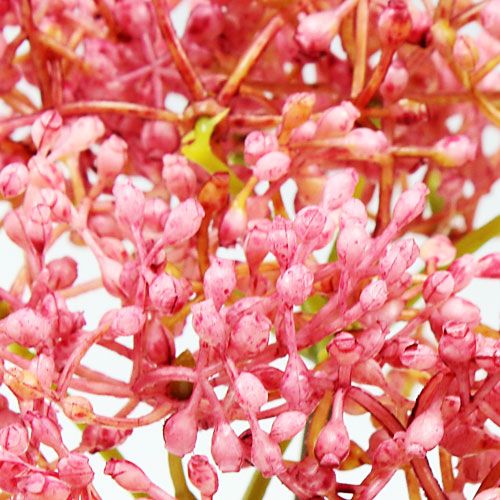 Floristik24 Branche de sureau rose 54.5cm 4pcs