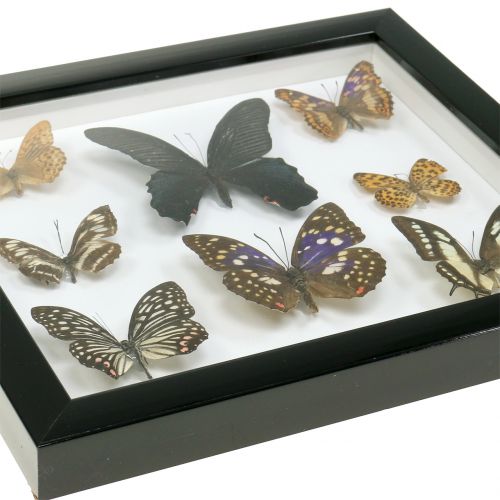 Article Papillon vitrine 28cm x 25cm
