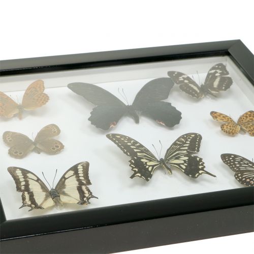 Article Papillon vitrine 28cm x 25cm