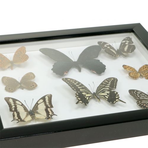 Floristik24 Papillon vitrine 28cm x 25cm