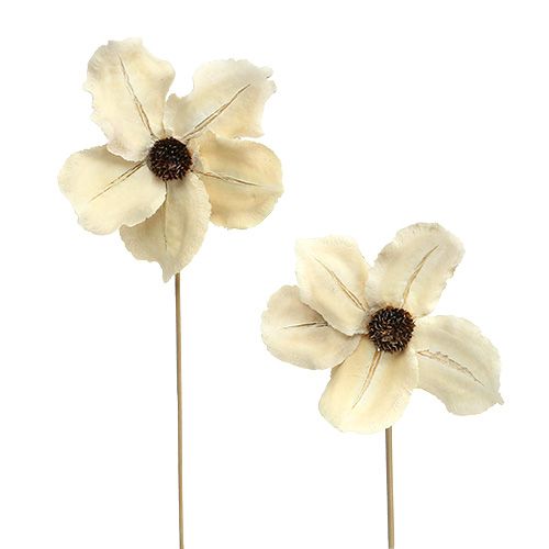 Floristik24 Fleur en bois sous forme de bouchon, blanchie Ø9-12cm L45cm 15 pièces