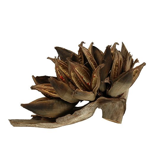 Floristik24 Décoration en bois Penca Sororoca Naturel 1 pc