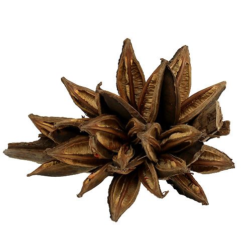 Floristik24 Décoration en bois Penca Sororoca Naturel 1 pc