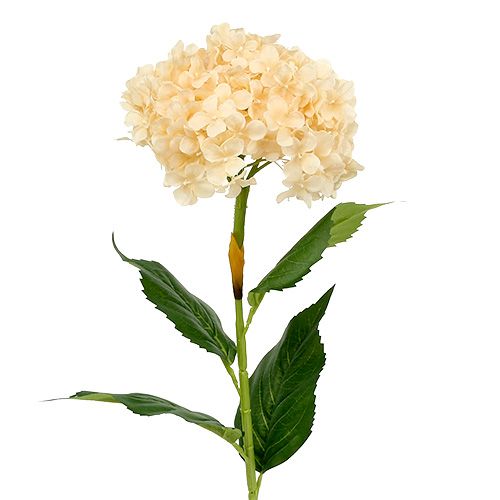 Hortensia crème 80 cm 1 p.