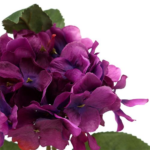 Floristik24 Hortensia mauve 30 cm 3 p.