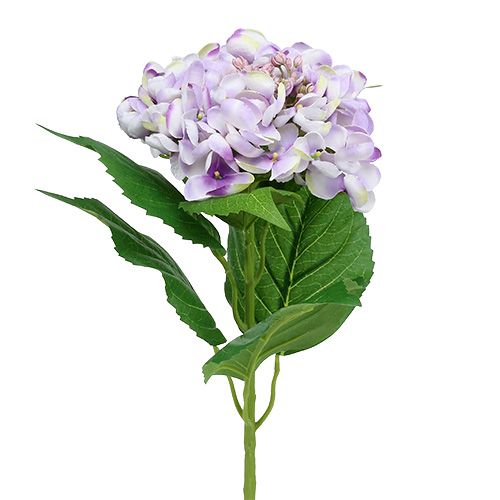 Floristik24 Hortensia violet-blanc 60cm