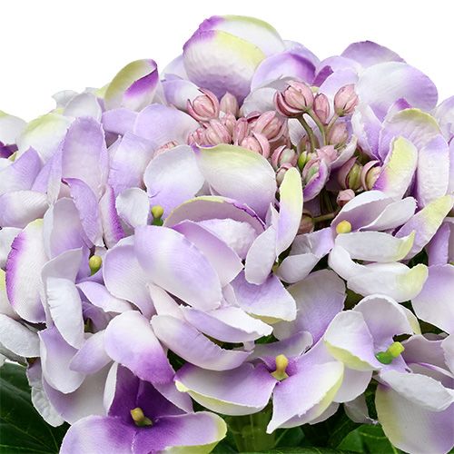 Article Hortensia violet-blanc 60cm