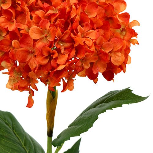 Floristik24 Hortensia orange 80 cm 1 p.