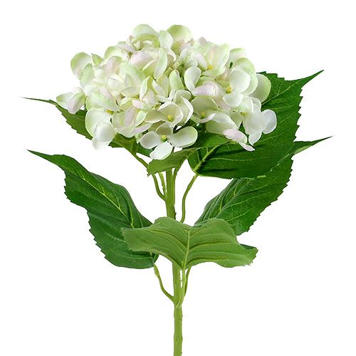 Hortensia blanc-vert 60cm | Floristik24.fr